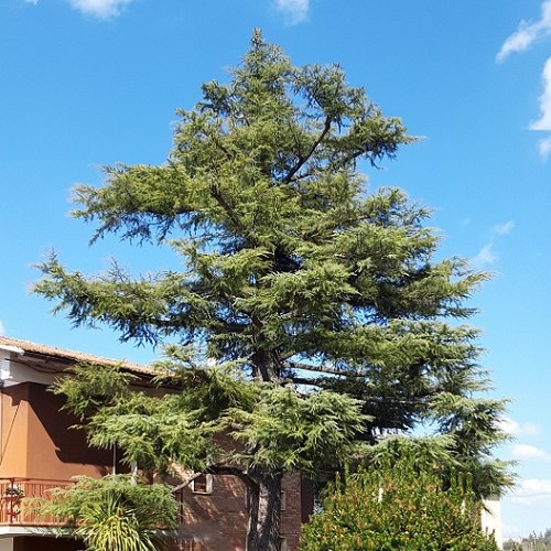 Toscana Taglio e Potatura di Cedro del Libano